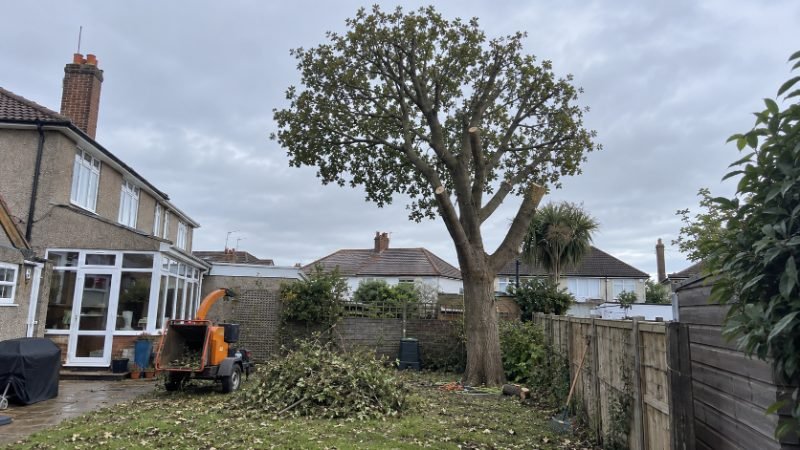 Crown Reduction in Doncaster