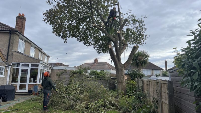 Crown Reduction project — Doncaster, South Yorkshire