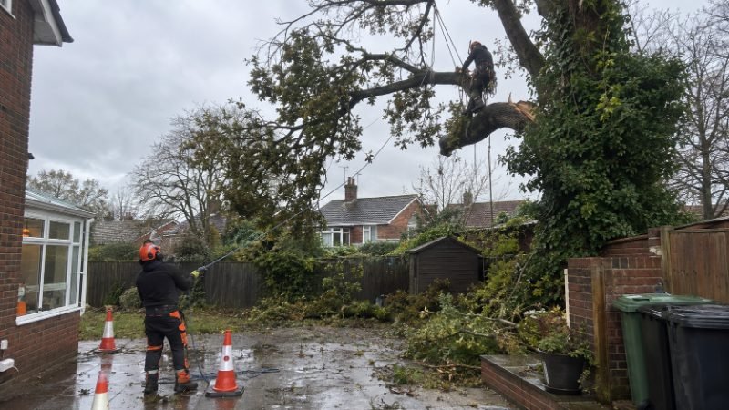 Emergency Tree Services in Doncaster