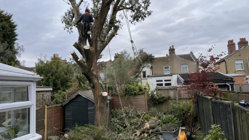 tree surgeon pricing and estimates in Doncaster