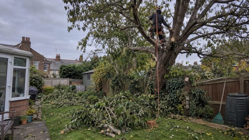tree surgeon project in Doncaster
