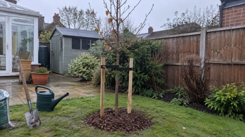 Tree Planting services in Doncaster, South Yorkshire