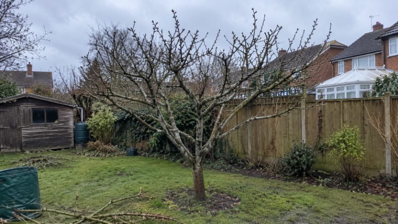 Tree Pruning in Doncaster