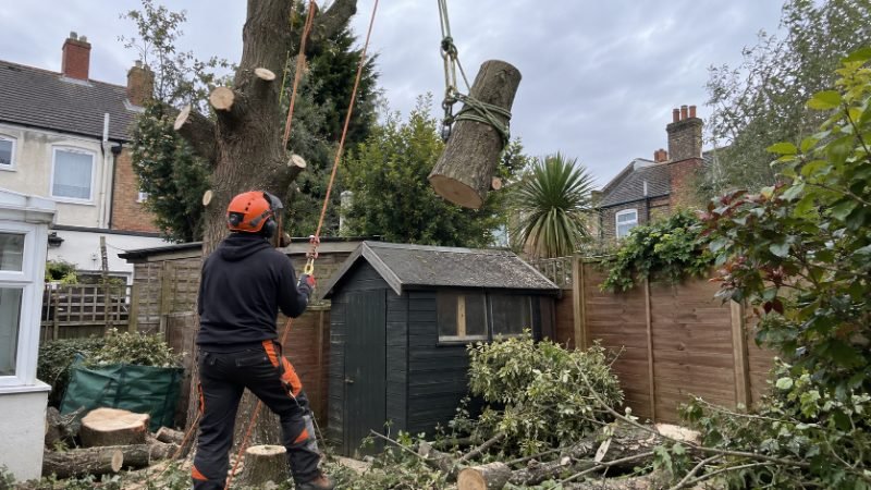 Tree Removal services in Doncaster, South Yorkshire